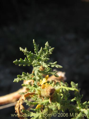 Image of Chenopodium multifidum (chenopodium). Click to enlarge parts of image.