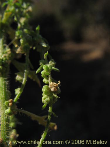 Bild von Chenopodium multifidum (chenopodium). Klicken Sie, um den Ausschnitt zu vergrössern.