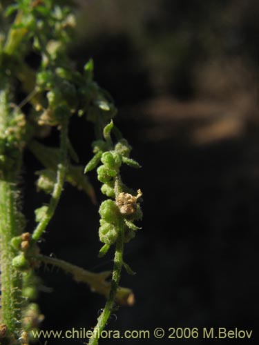 Chenopodium multifidum의 사진