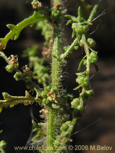 Фотография Chenopodium multifidum (chenopodium). Щелкните, чтобы увеличить вырез.