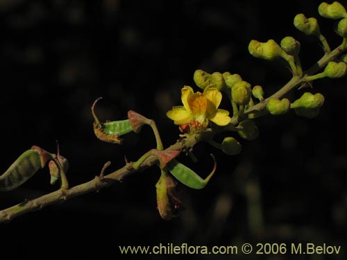 Bild von Caesalpinia spinosa (Tara). Klicken Sie, um den Ausschnitt zu vergrössern.