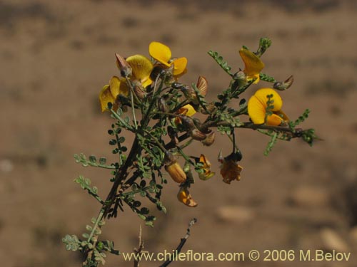 Image of Adesmia confusa (). Click to enlarge parts of image.