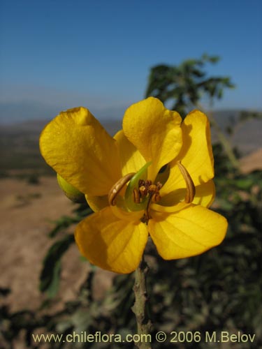 Фотография Senna candolleana (Quebracho / Alcaparra). Щелкните, чтобы увеличить вырез.