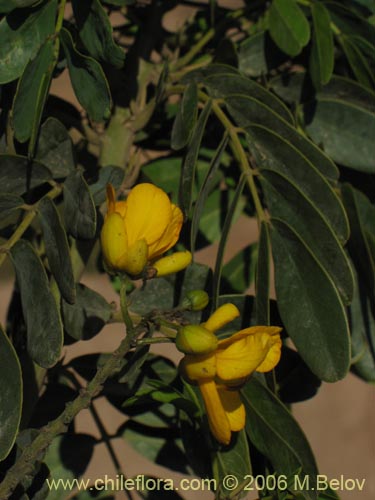 Image of Senna candolleana (Quebracho / Alcaparra). Click to enlarge parts of image.