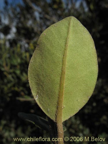 Imágen de Myrceugenia correifolia (Petrillo / Petrilla). Haga un clic para aumentar parte de imágen.