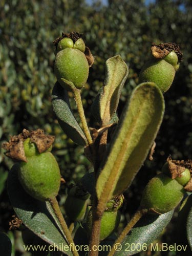 Image of Myrceugenia correifolia (Petrillo / Petrilla). Click to enlarge parts of image.