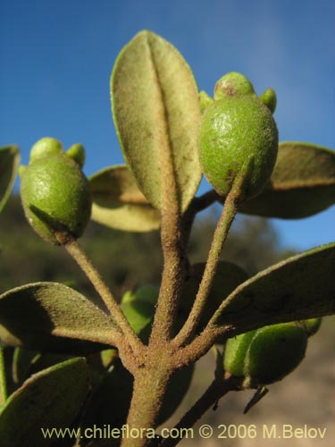 Image of Myrceugenia correifolia (Petrillo / Petrilla). Click to enlarge parts of image.