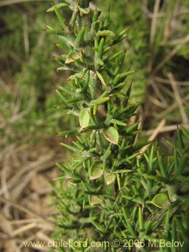 Imágen de Colletia spinosa (Crucero / Yaqui / Cunco). Haga un clic para aumentar parte de imágen.