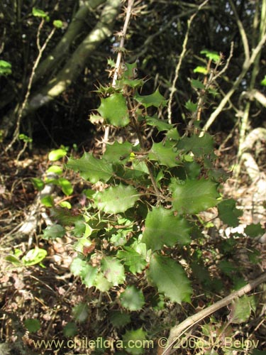 Berberis actinacantha的照片