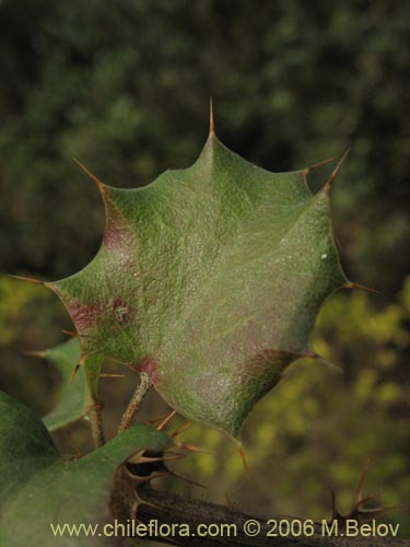 Imágen de Berberis actinacantha (Michay). Haga un clic para aumentar parte de imágen.