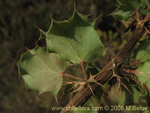 Bild von Berberis actinacantha (Michay). Klicken Sie, um den Ausschnitt zu vergrössern.