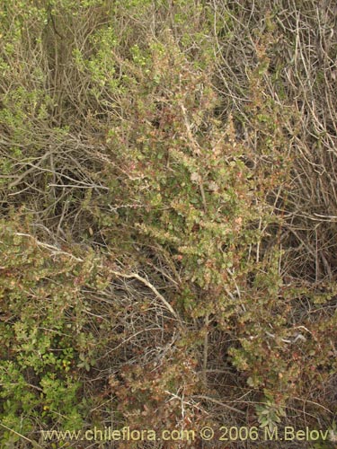 Imágen de Berberis actinacantha (Michay). Haga un clic para aumentar parte de imágen.