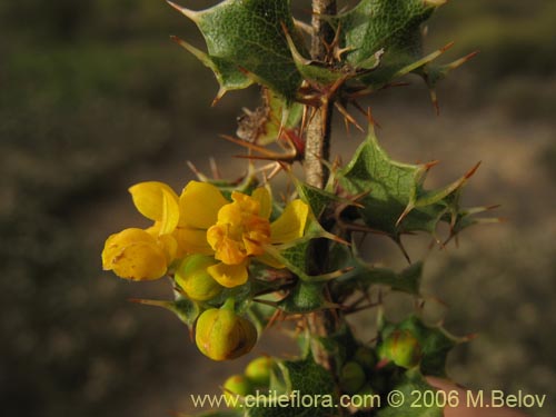 Image of Berberis actinacantha (Michay). Click to enlarge parts of image.