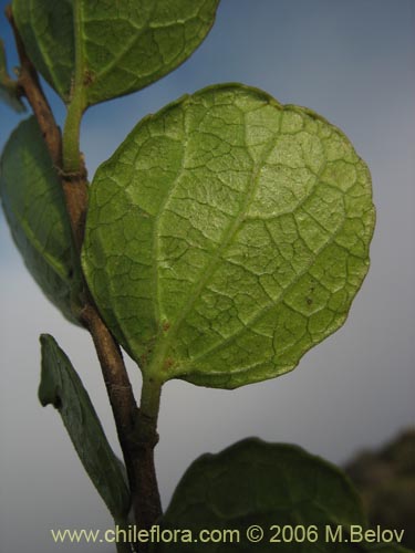 未確認の植物種 sp. #2346の写真