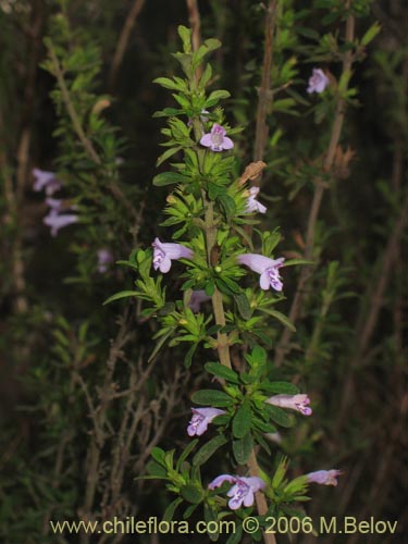 Bild von Satureja gilliesii (Menta de árbol). Klicken Sie, um den Ausschnitt zu vergrössern.