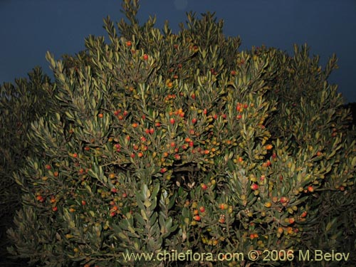 Imágen de Myrceugenia correifolia (Petrillo / Petrilla). Haga un clic para aumentar parte de imágen.