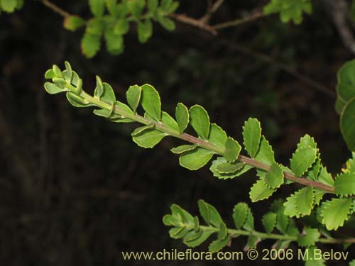 Image of Baccharis neaei (). Click to enlarge parts of image.