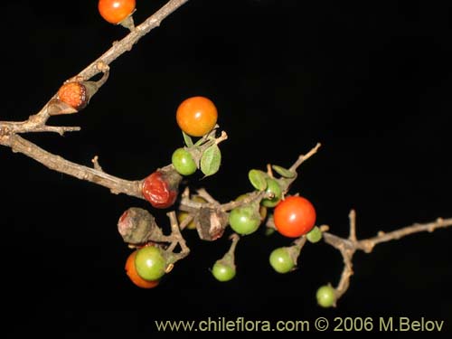 Bild von Lycium chilense (Coralillo). Klicken Sie, um den Ausschnitt zu vergrössern.