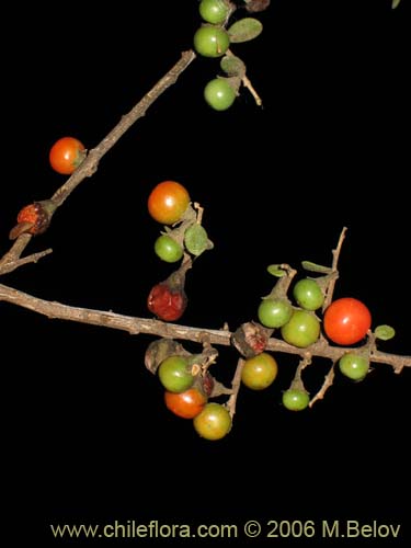 Bild von Lycium chilense (Coralillo). Klicken Sie, um den Ausschnitt zu vergrössern.