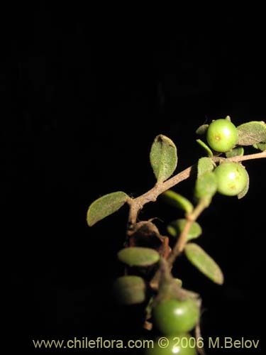 Bild von Lycium chilense (Coralillo). Klicken Sie, um den Ausschnitt zu vergrössern.