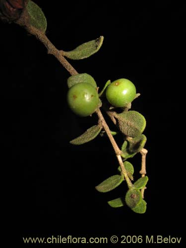 Bild von Lycium chilense (Coralillo). Klicken Sie, um den Ausschnitt zu vergrössern.