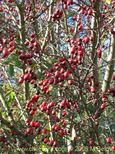 Imágen de Crataegus monogyna (Crategus / Peumo alemán / Peumo extranjero). Haga un clic para aumentar parte de imágen.