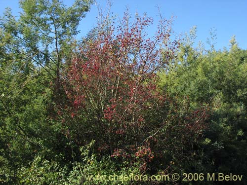 Imágen de Crataegus monogyna (Crategus / Peumo alemán / Peumo extranjero). Haga un clic para aumentar parte de imágen.