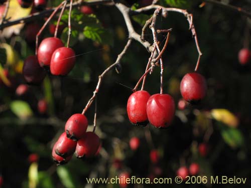 Imágen de Crataegus monogyna (Crategus / Peumo alemán / Peumo extranjero). Haga un clic para aumentar parte de imágen.