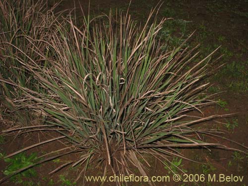 Image of Libertia sessiliflora (). Click to enlarge parts of image.