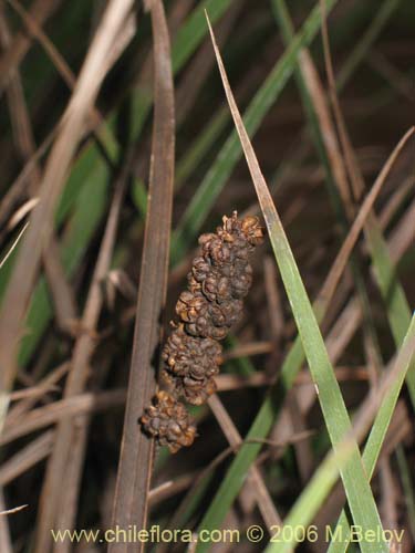 Image of Libertia sessiliflora (). Click to enlarge parts of image.