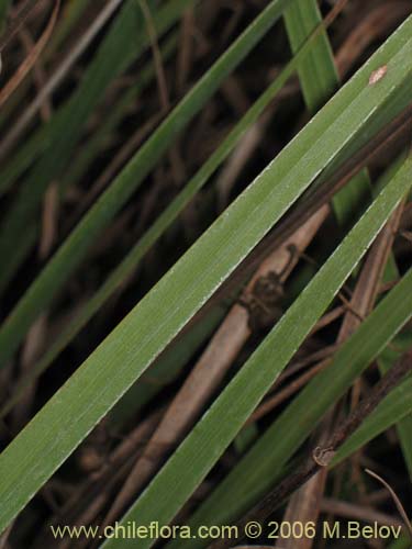 Image of Libertia sessiliflora (). Click to enlarge parts of image.