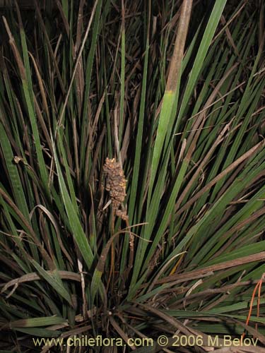 Image of Libertia sessiliflora (). Click to enlarge parts of image.