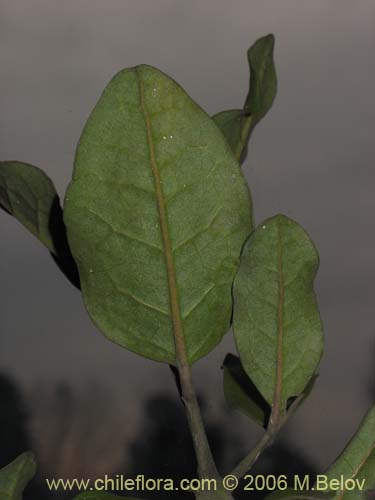 Image of Beilschmiedia miersii (Belloto / Belloto del Norte). Click to enlarge parts of image.