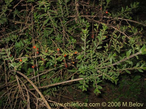 Bild von Lycium chilense (Coralillo). Klicken Sie, um den Ausschnitt zu vergrössern.