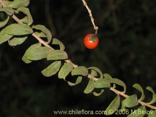 Imágen de Lycium chilense (Coralillo). Haga un clic para aumentar parte de imágen.