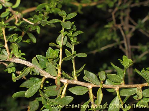 Bild von Lycium chilense (Coralillo). Klicken Sie, um den Ausschnitt zu vergrössern.