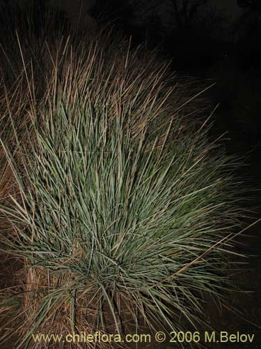 Festuca acanthophyllaの写真