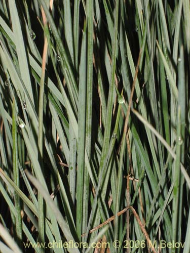 Imágen de Festuca acanthophylla (). Haga un clic para aumentar parte de imágen.