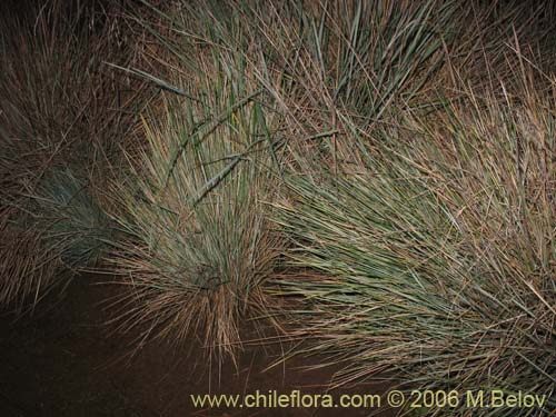 Festuca acanthophyllaの写真