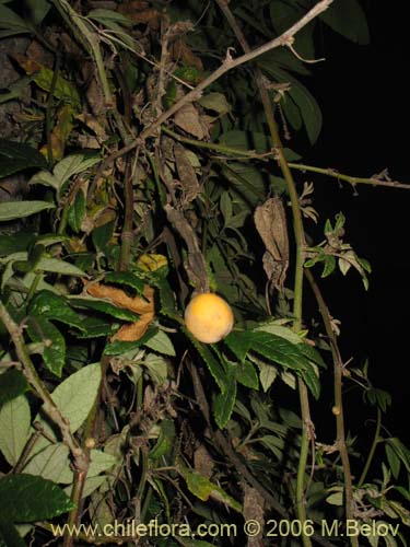 Passiflora pinnatistipula的照片