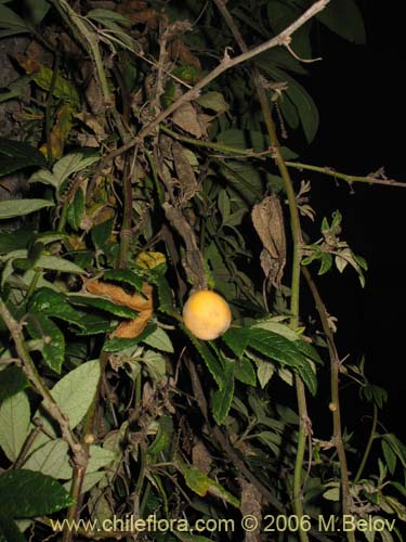 Imágen de Passiflora pinnatistipula (Pasionaria / Flor de la pasion). Haga un clic para aumentar parte de imágen.