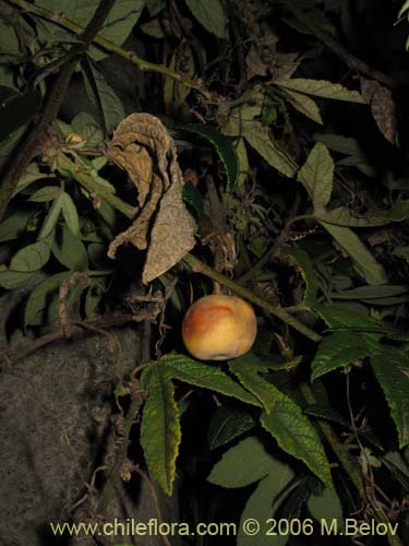 Passiflora pinnatistipulaの写真