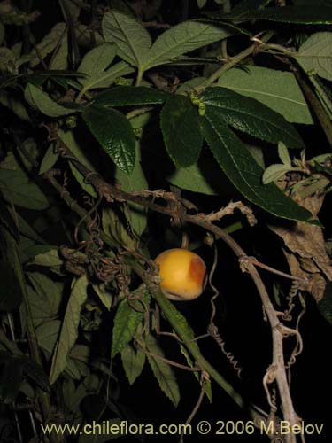 Image of Passiflora pinnatistipula (Pasionaria / Flor de la pasion). Click to enlarge parts of image.