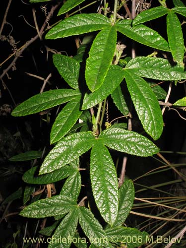 Image of Passiflora pinnatistipula (Pasionaria / Flor de la pasion). Click to enlarge parts of image.