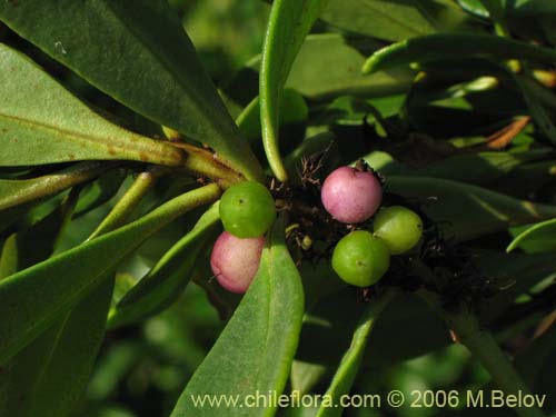 Image of Pittosporum sp. #2368 (). Click to enlarge parts of image.