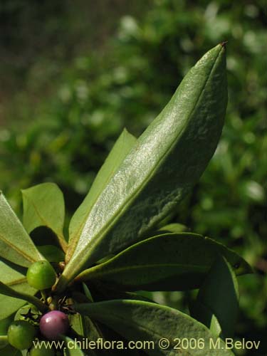 Bild von Pittosporum sp. #2368 (). Klicken Sie, um den Ausschnitt zu vergrössern.