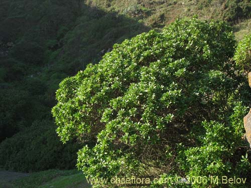 Bild von Pittosporum sp. #2368 (). Klicken Sie, um den Ausschnitt zu vergrössern.