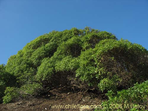 Bild von Pittosporum sp. #2368 (). Klicken Sie, um den Ausschnitt zu vergrössern.