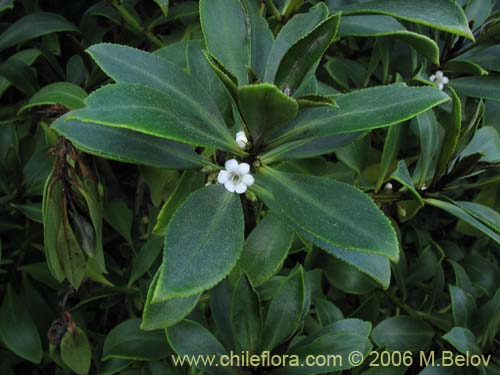 Bild von Pittosporum sp. #2368 (). Klicken Sie, um den Ausschnitt zu vergrössern.