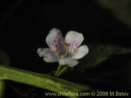 Bild von Pittosporum sp. #2368 (). Klicken Sie, um den Ausschnitt zu vergrössern.